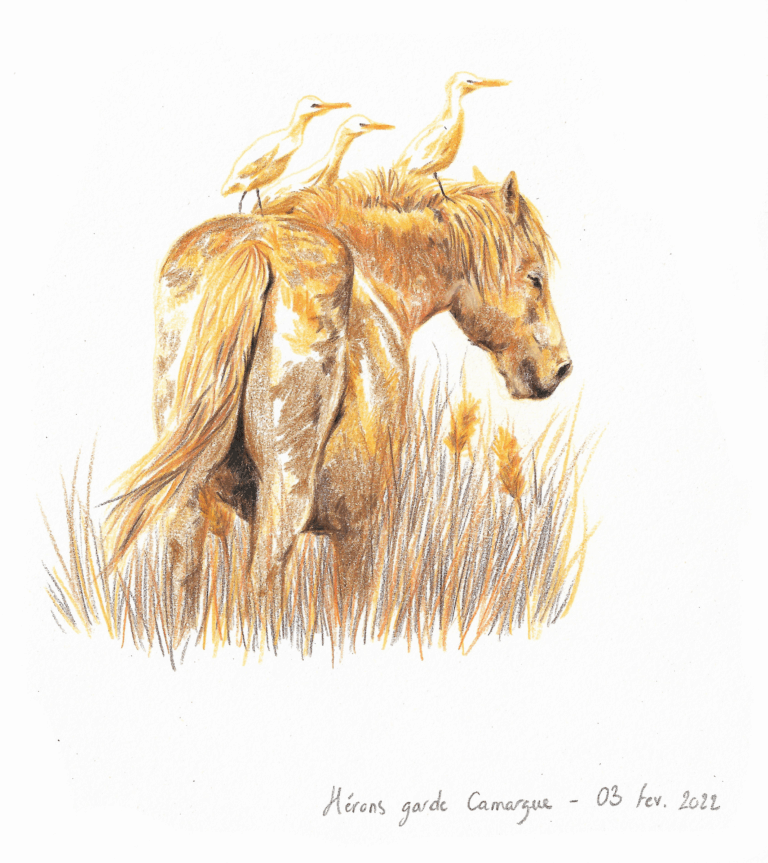 Cheval Camargue et hérons, crayon de couleur