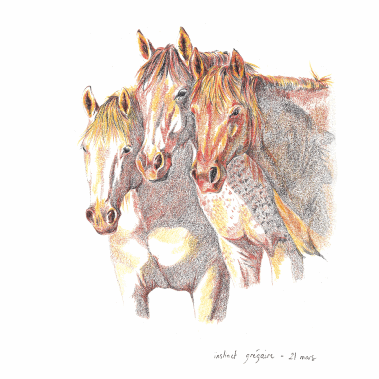 Instinct grégaire équin, crayon de couleur