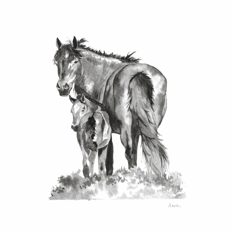 Jument et poulain, aquarelle NB