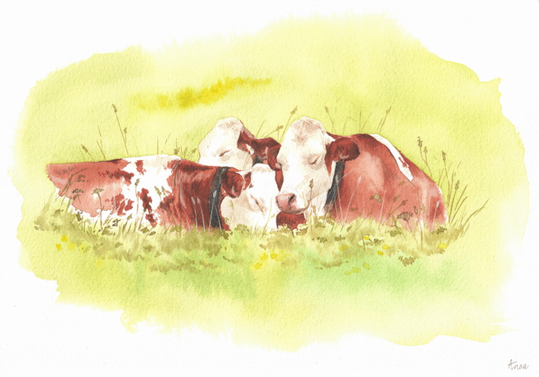 Vaches montbéliardes, aquarelle