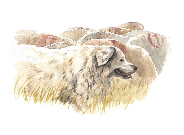 Chien patou, aquarelle