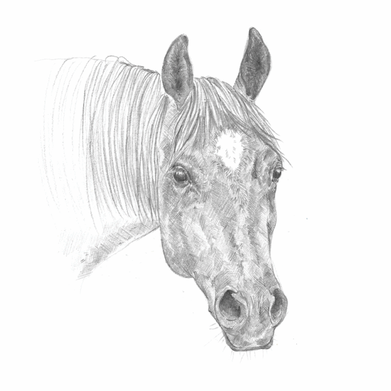 Portrait équin, crayon gris