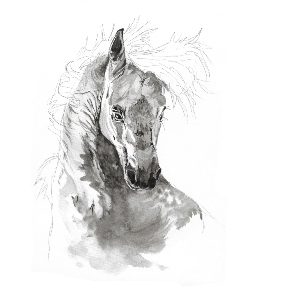 Portrait cheval étalon, aquarelle et crayon gris
