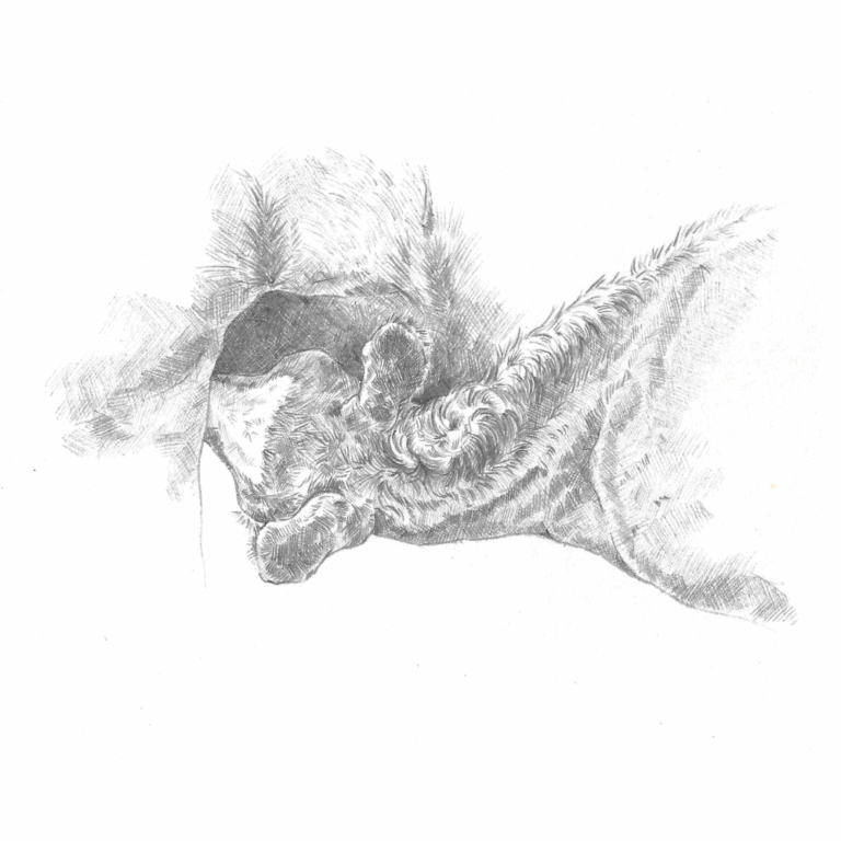 Poulain qui tète, crayon gris