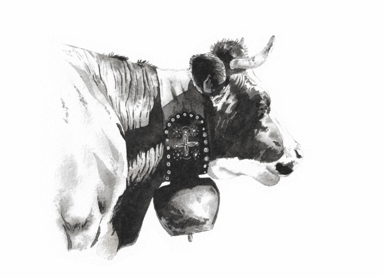 Vache abondance, aquarelle NB