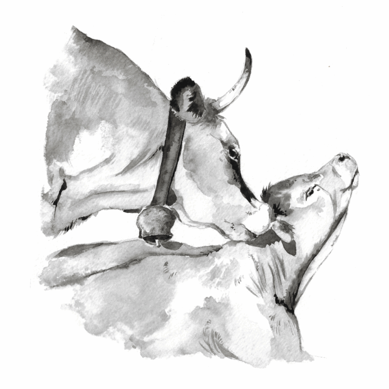 Vache aubrac et son veau, aquarelle NB