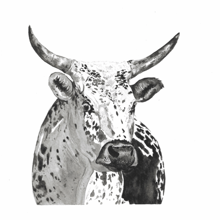 Vache tachetée, aquarelle NB