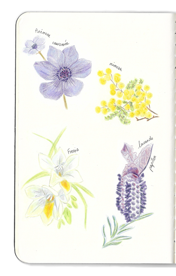Carnet dessins fleurs sauvages