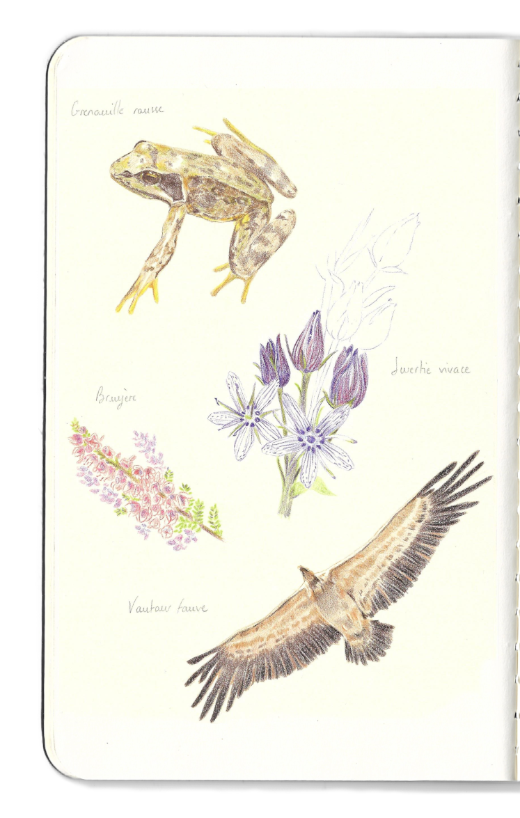 Carnet dessins grenouille vautour bruyère en fleur