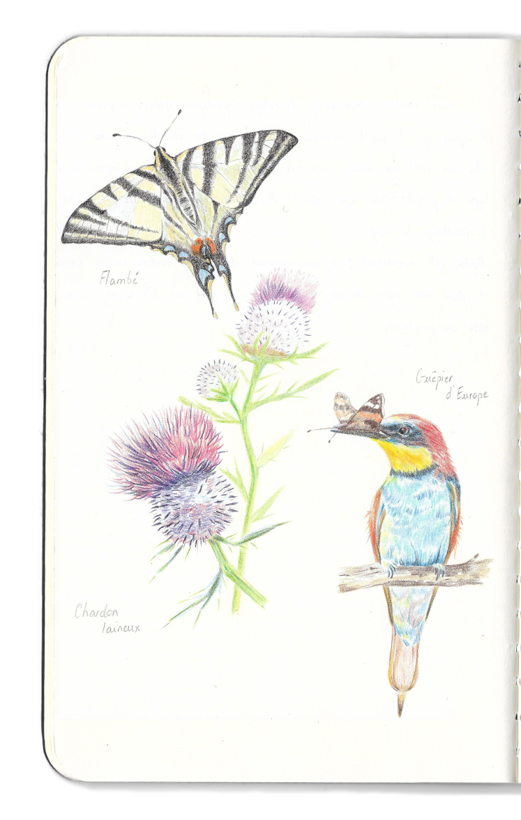 Carnet dessins guêpier papillon flambé chardon