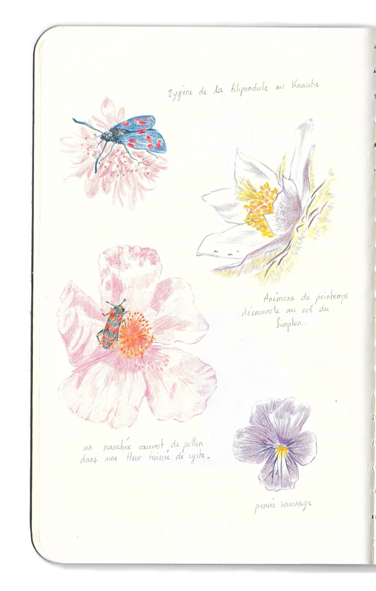 Carnet dessins insectes fleurs papillon