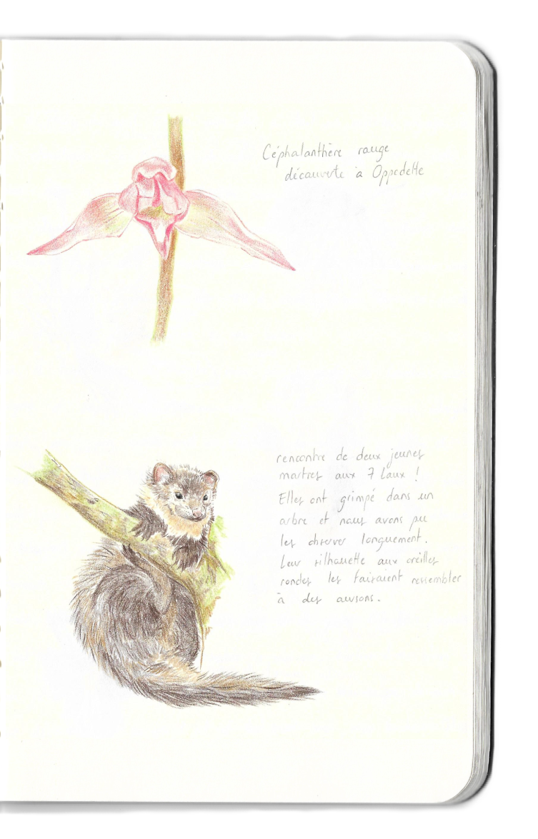 Carnet dessins martre orchidée