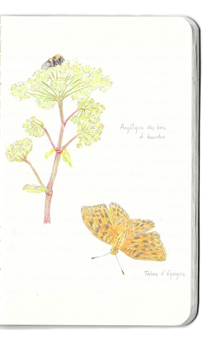 Carnet dessins papillon bourdon fleur sauvage
