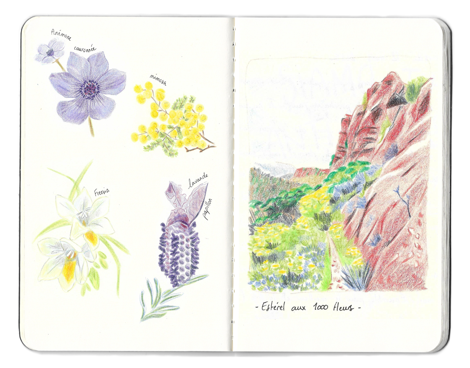 Dessins naturalistes flore lavande mimosa esterel