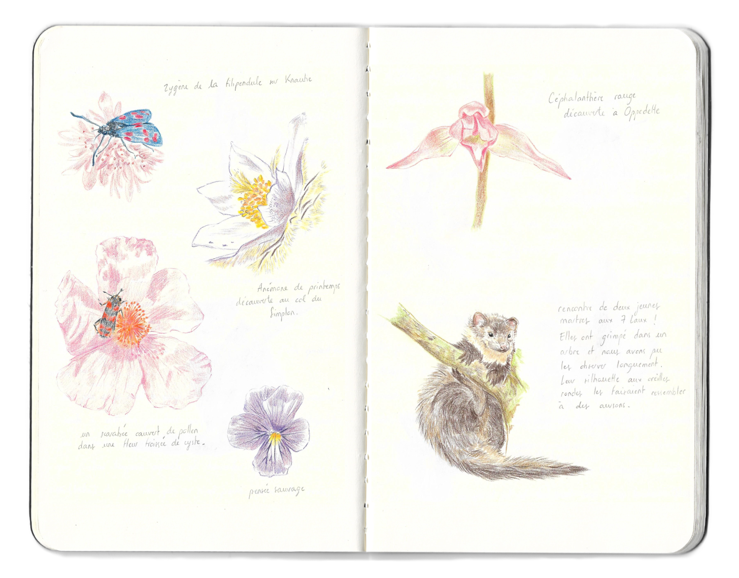 Dessins naturalistes martre flore insectes