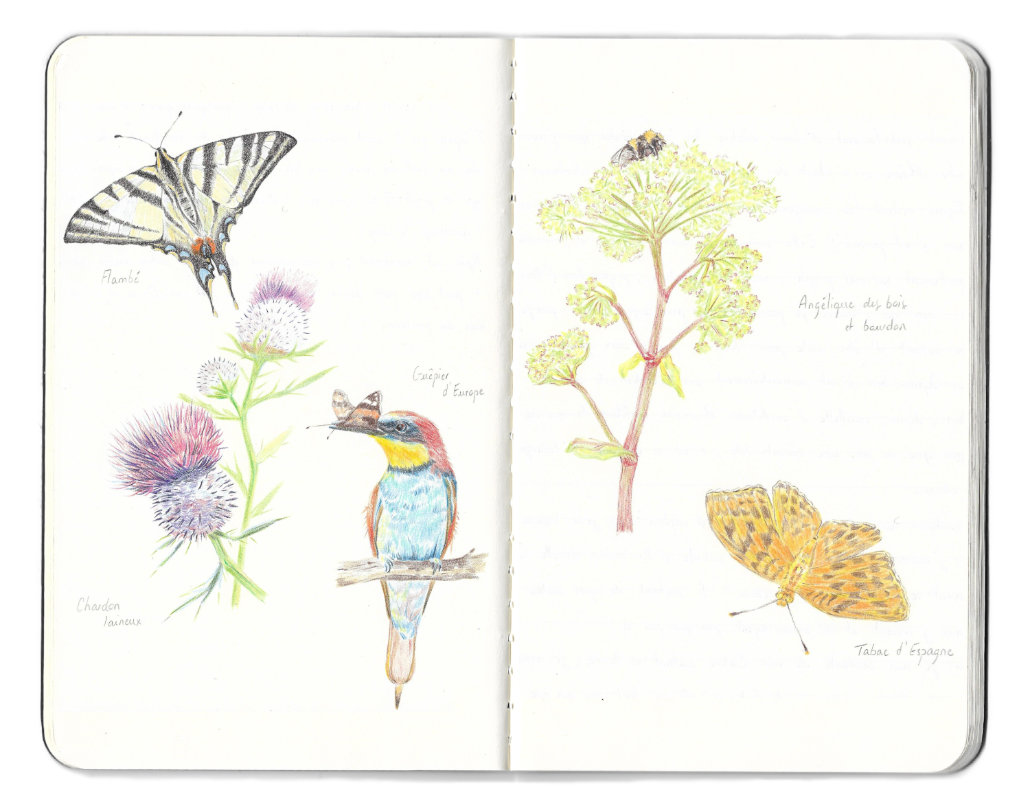 Dessins naturalistes papillon guêpier flore