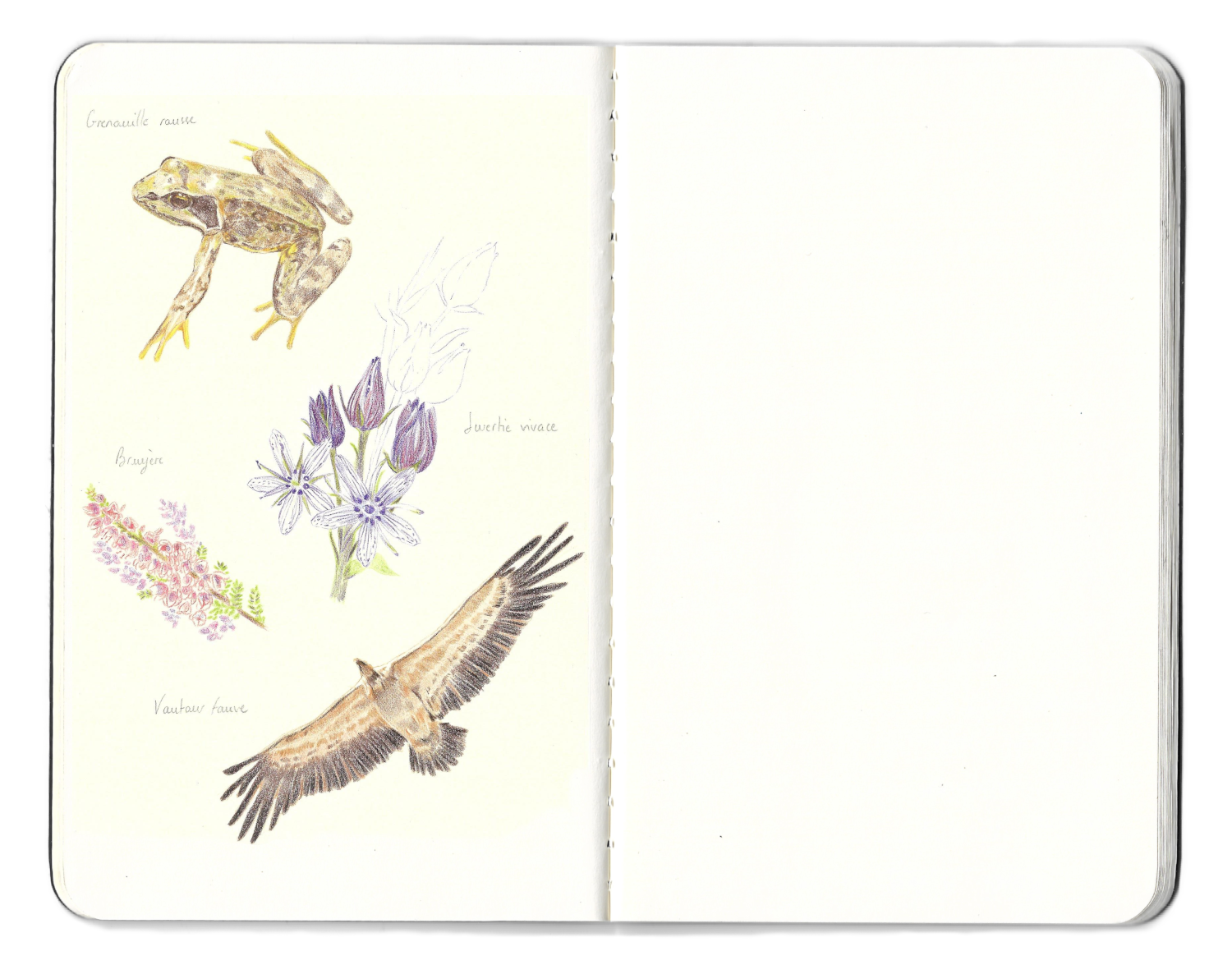 Illustrations naturalistes grenouille vautour fleurs