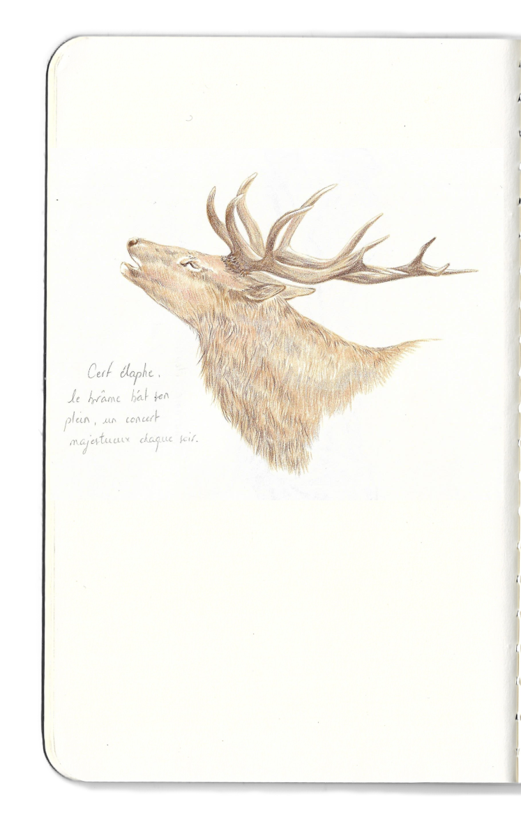 Page carnet de dessin brâme du cerf