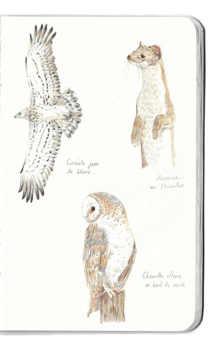 Carnet dessins hermine chouette effraie circaète