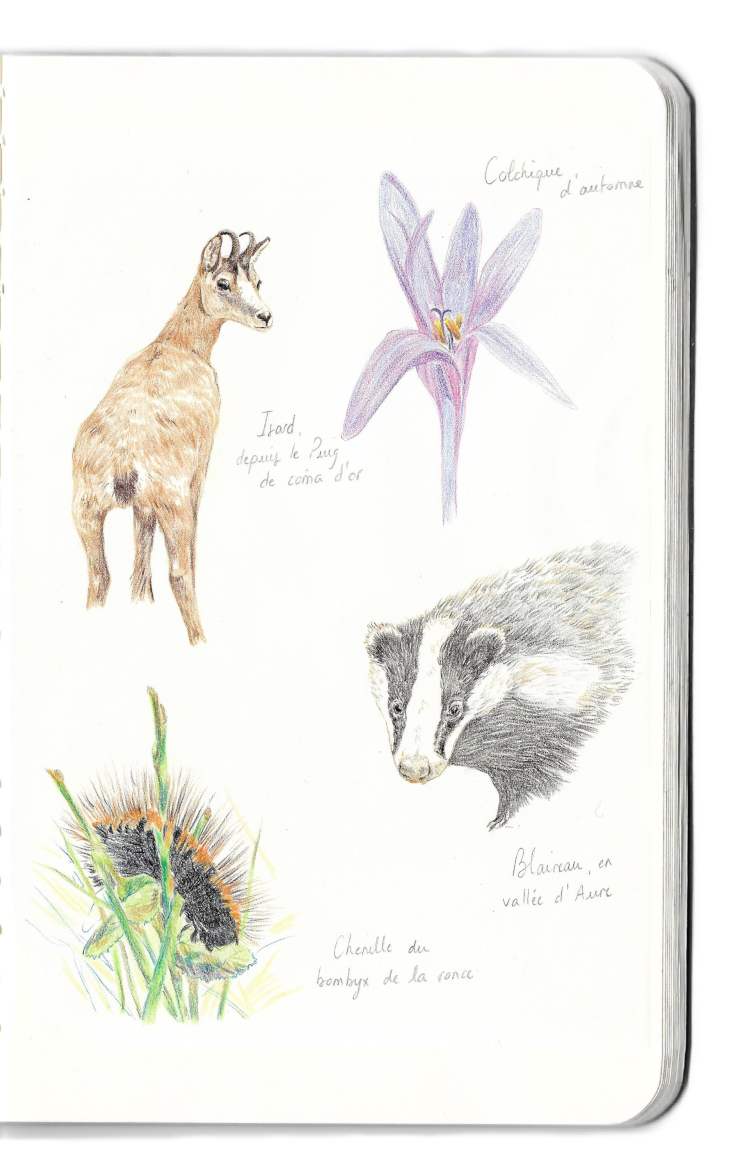 Carnet dessins isard chenille blaireau colchique