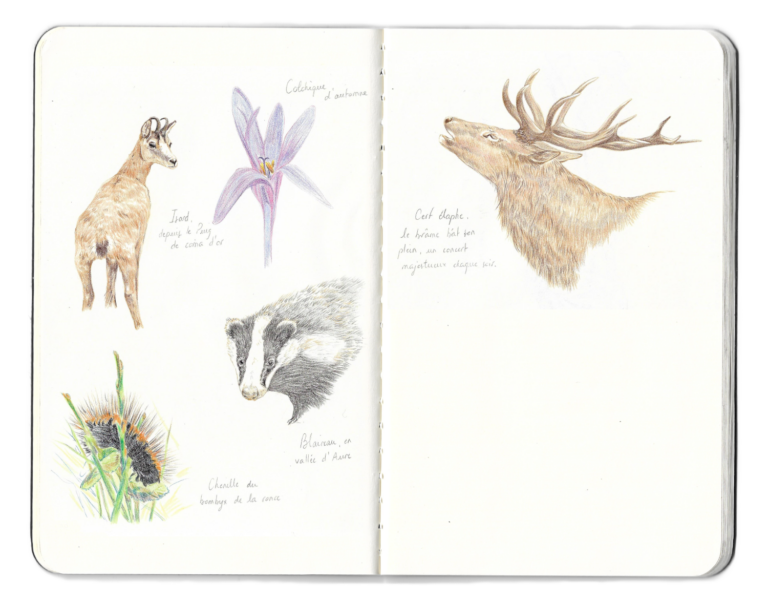 Carnet naturaliste cerf isard blaireau colchique chenille